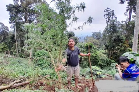 BNNK Empat Lawang Tangkap Pemilik Satu Hektare Ladang Ganja