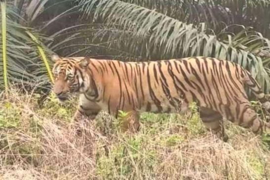 Penampakan Harimau Sumatra di Inhu