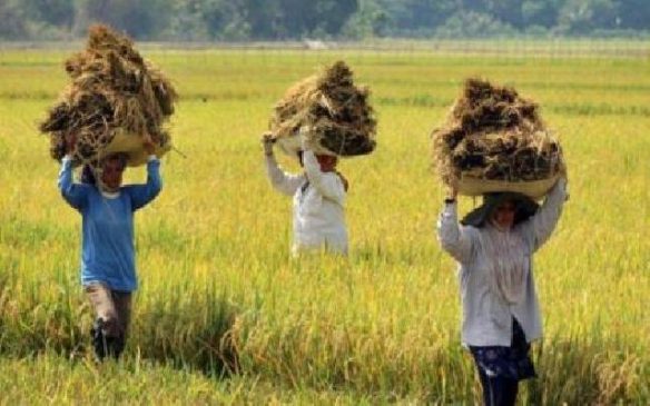 Sentra Padi di Desa Mukti Jaya Hasilkan 3.000 Ton Beras