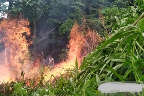 BNN Musnahkan Empat Hektare Ladang Ganja