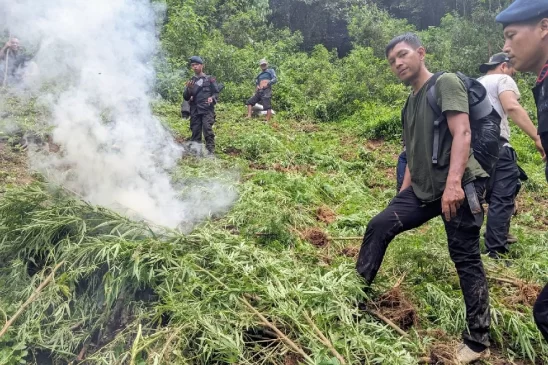 Brimob Polda Sumut Temukan Lima Hektar Ladang Ganja Siap Panen