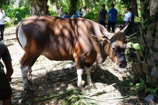 758 Kasus PMK Ditemukan di Riau, Dinas PKH Gerak Cepat Pulihkan Ratusan Ternak