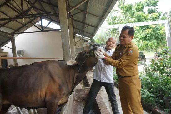 Distankan Periksa Lima Ribu Hewan Kurban di Pekanbaru