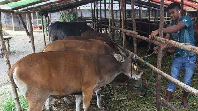 Hewan Kurban Pemko Pekanbaru Baru Terkumpul Satu Ekor