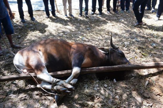 Hingga Hari Ini, ASN Pekanbaru Baru Kumpulkan Tujuh Ekor Hewan Kurban
