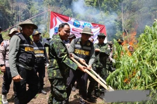 BNN RI Musnahkan 2,5 Hektare Lahan Ganja di Aceh Besar