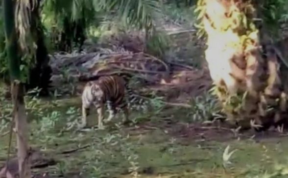Hindari Harimau, Wabup Husni Imbau Warga Tidak Beraktivitas Malam