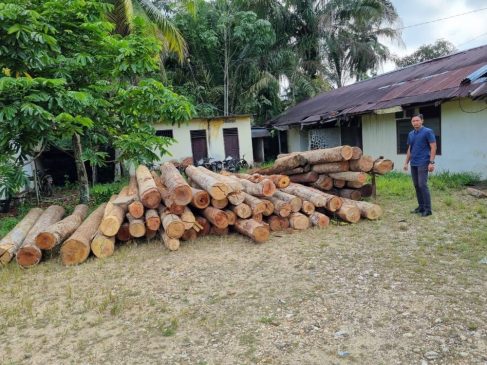 Polres Kampar Sita Puluhan Tual Kayu dari Tiga Sawmill