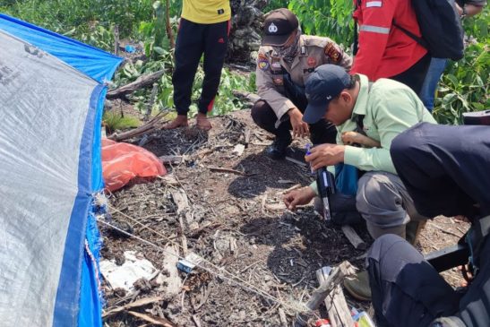 Tertidur Kelelahan, Pekerja Perkebunan Diterkam Harimau