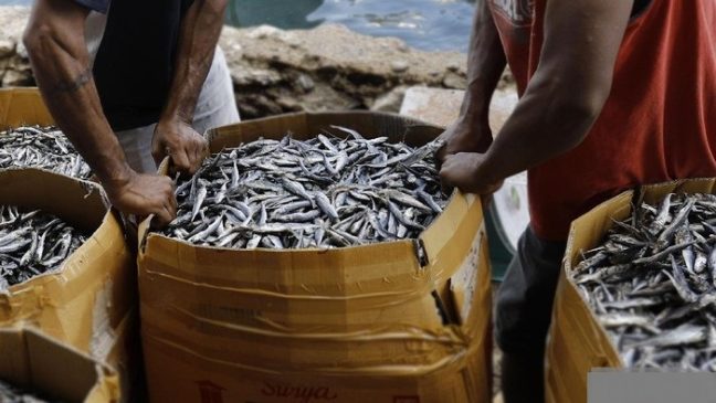 Seberat 4 Ton, KKP Bagi-bagi Ikan Asal Malaysia di Batam