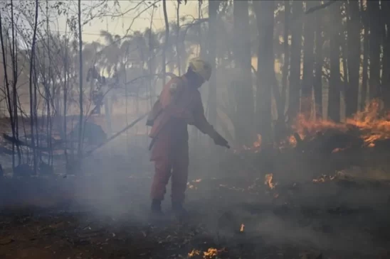 Kebakaran Hutan yang Mematikan, Peru Nyatakan Status Darurat
