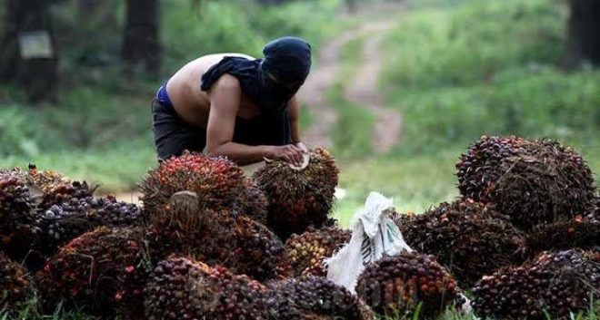 Diduga Maling Sawit, Oknum Polisi di Rohul Ditangkap Warga