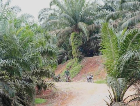 Tak Kantongi HGU, PTPN V Sulap Ribuan Hektare Hutan di Kampar Jadi Kebun Sawit
