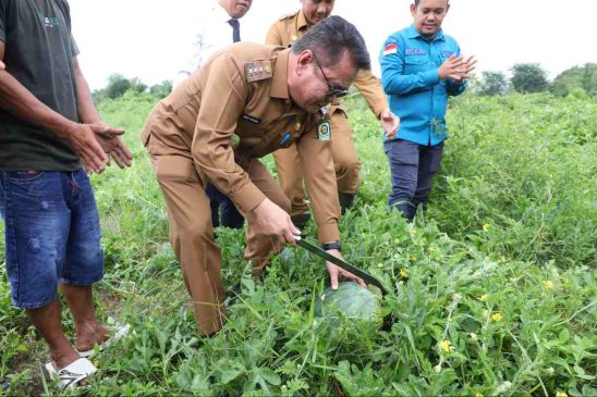 Manfaatkan Lahan Kosong, Poktan di Siak Panen Perdana Semangka