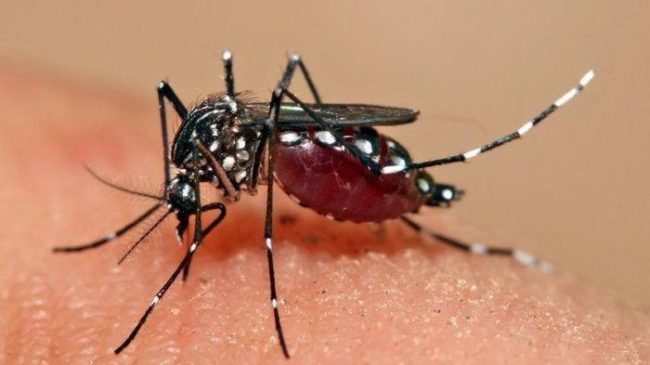 Tangani Wabah Malaria di Riau, Kemenkes Akan Kirim 6.000 Dosis Obat DHP ke Inhil dan Rohil