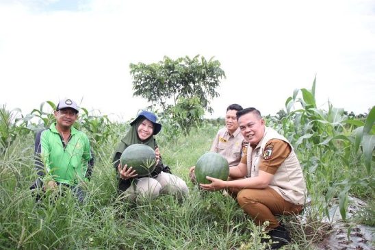 Petani Binaan DKP Pekanbaru Panen Empat Semangka dan Pare di Lahan Sicantig