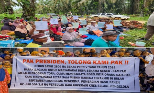 Rp1 Triliun Uang Panen Sawit Desa Senama Nenek Diduga Dikelola Tak Transparan Koperasi KNES