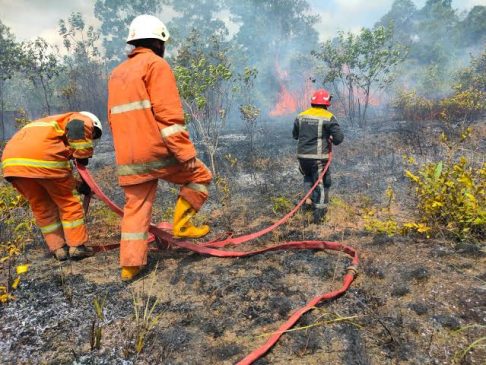 Cuaca Ekstrem, BPBD Pekanbaru Catat 5 Hektar Lahan Terbakar dalam Sebulan