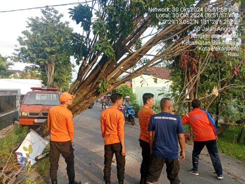 BPBD Pekanbaru Evakuasi Pohon Tumbang, Hujan Disertai Angin Masih Berpotensi Terjadi