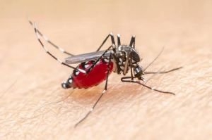 Kasus Malaria di Kuala Selat Inhil Alami Penurunan