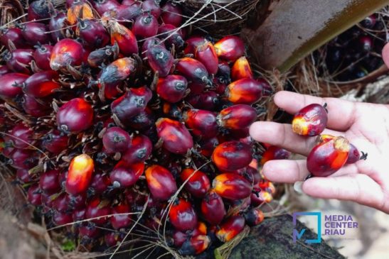 Harga Sawit Meroket, Petani Mitra Plasma Riau Girang!