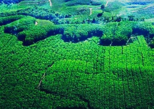 Diduga Bangun HTI di Kawasan Lindung Gambut, PT RAPP Digugat Rp 49,5 Triliun