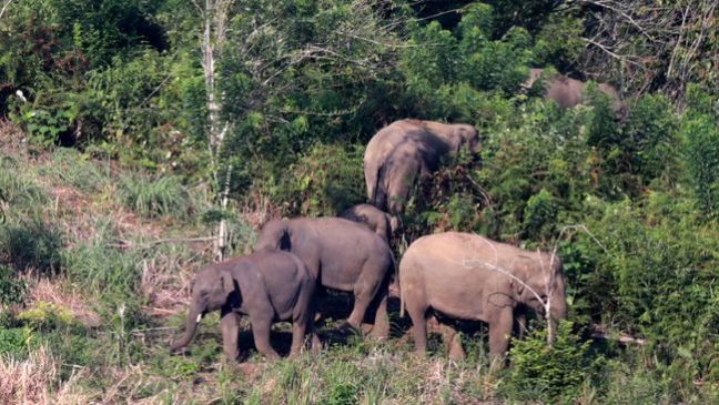 Kawanan Gajah Kembali Rusak Tanaman Sawit Masyarakat di Kampar