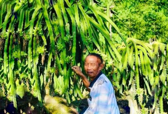 Panen 500 Kg Buah Naga Setiap Tiga Hari, Raup Untung Rp100 Juta Sebulan