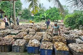 Harga Karet di Kuansing Anjlok, Petani Tagih Peran Pemerintah