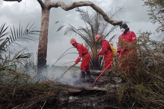 Sepanjang 2024 Lahan Terbakar di Riau 2.486,75 Ha