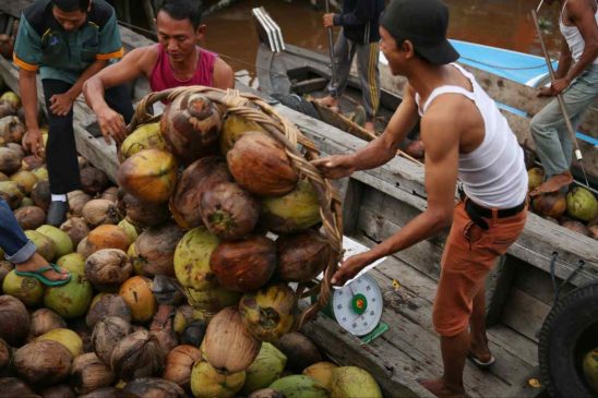 Industri Kelapa Terancam: Produksi Menurun, Pengangguran Mengintai