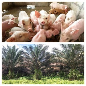 Warga Keberatan Rencana Pembukaan Peternakan Babi di Rumbai Barat