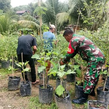Bhabinsa Koramil 06/Kota Bantu Warga Budidaya Tanaman 