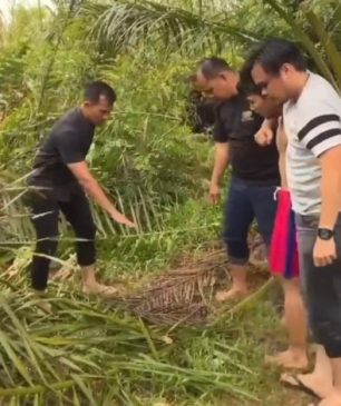Gadis Berusia 12 Tahun di Inhil Diperkosa di Kebun Sawit