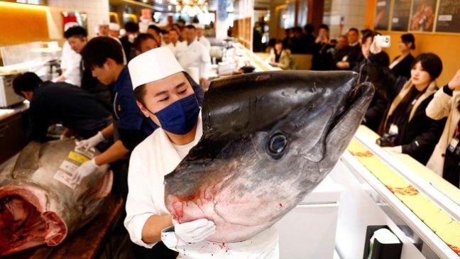 Lelang di Pasar Ikan Tokyo, Tuna Seberat 276 Kg Laku Rp20 M