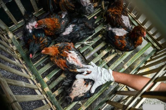 Usai Temuan Flu Burung, 100 Ribu Lebih Bebek di AS akan Dimusnahkan