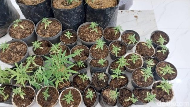 Berujung Diciduk Polisi, Sarjana Pertanian Budi Daya Ganja di Rumah