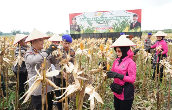 Polda Riau Panen Raya Jagung di Lahan Batalyon A Pelopor Brimobda