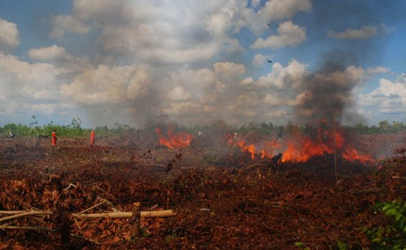 Dua Daerah di Riau Tetapkan Status Siaga Karhutla 2025