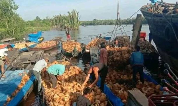 Harga Kelapa di Inhil Anjlok, Petani Terjepit Pasar Ekspor?