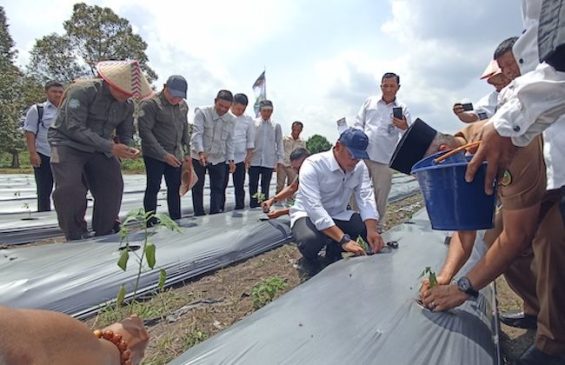 Wamen Pertanian Tanam Jagung hingga Cabai di Pekanbaru