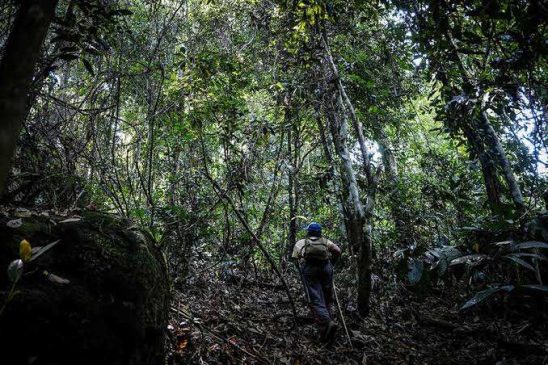 Penyelamatan Hutan dan Perhutanan Sosial di Riau Perlu Perhatian Serius