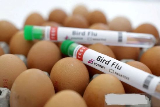 Wabah Flu Curung di AS Ganggu Pasokan Telur