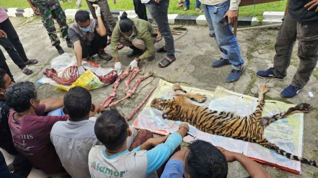 Enam Pelaku Pembantaian Harimau Sumatera Ditangkap