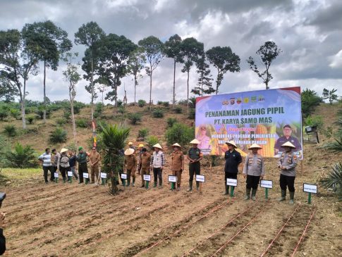 Dukung Ketahanan Pangan, PT. KSM Gelar Penanaman Jagung Pipil di Desa Teluk Aur