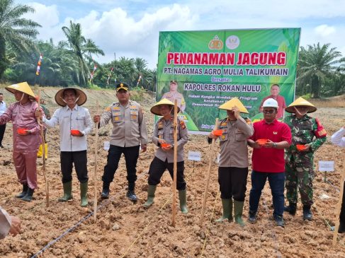 Bekerjasama dengan Pemkab Rohul, PT Naga Mas Agro Mulia II Tanam Jagung di Talikumain