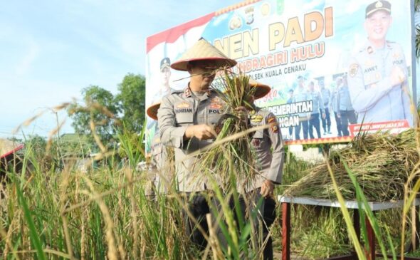 Polres Indragiri Hulu Gelar Panen Padi dalam Rangka Mendukung Ketahanan Pangan