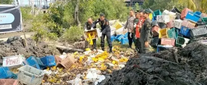 Bea Cukai Bengkalis Musnahkan 25,9 Ton Mangga Impor Ilegal