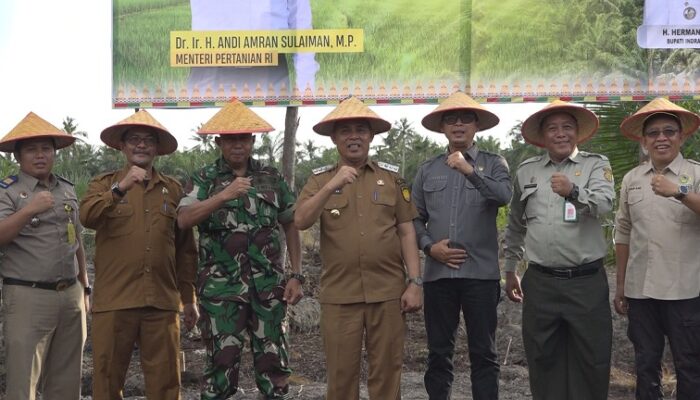 Bupati Inhil Lakukan Tanam Perdana Padi Gogo di Lahan Sawit Program PSR