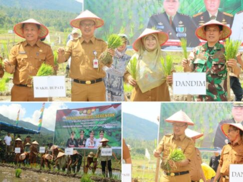 Wabup Kerinci H. Murison Pimpin Gerakan Tanam Padi Serentak, Dorong Swasembada Pangan Daerah
